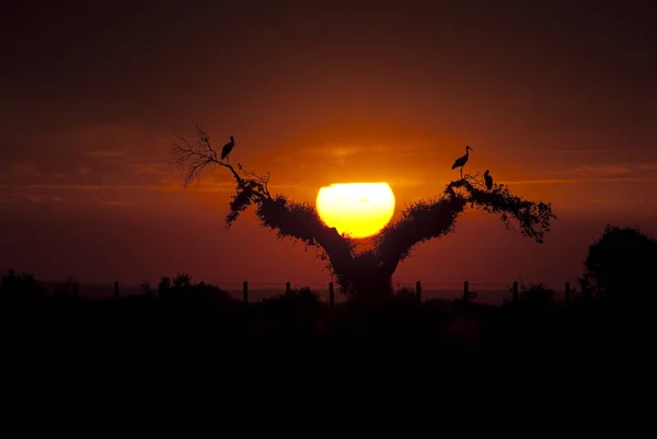 White Storks Ciconia Ciconia Perched Oak Sunset Silhouettes — Stock Photo, Image