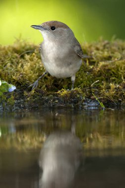 Ötleğen (Sylvia atricapilla), bir çeşme, içme 