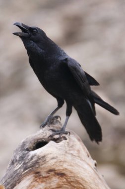 Kuzgun - Corvus Corax, Portre ve Sosyal Davranış