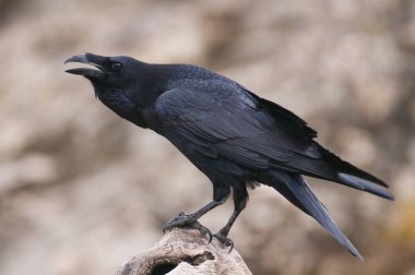 Kuzgun - Corvus Corax, Portre ve Sosyal Davranış