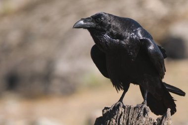 Kuzgun - Corvus Corax, Portre ve Sosyal Davranış