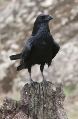 Kuzgun - Corvus Corax, Vücut ve tüylerin Portresi