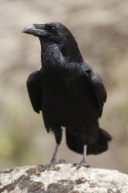 Kuzgun - Corvus Corax, Vücut ve tüylerin Portresi