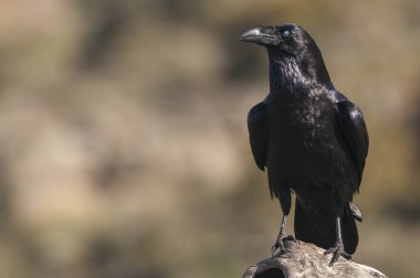 Kuzgun - Corvus Corax, Vücut ve tüylerin Portresi
