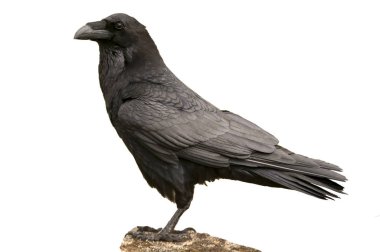 Raven - Corvus corax portre vücut ve kuş tüyü, beyaz backgro
