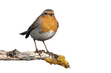 Dal ile beyaz arka ayakta Robin - Erithacus rubecula,