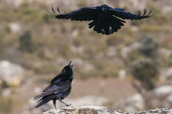 Cuervo - Corvus corax, Retrato de vuelo y comportamiento social — Foto de Stock