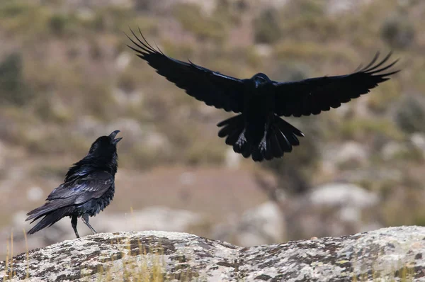 Raven - Corvus corax, Ιπτάμενο πορτρέτο και κοινωνική συμπεριφορά — Φωτογραφία Αρχείου