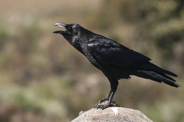 Cuervo - Corvus corax, retrato y comportamiento social — Foto de Stock