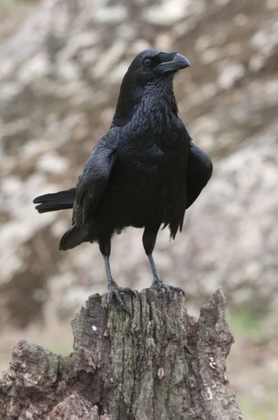 Rabe - Corvus corax, Portrait von Körper und Gefieder — Stockfoto