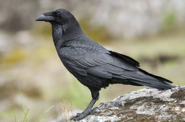 Havran - Corvus corax, Portrét těla a peří — Stock fotografie