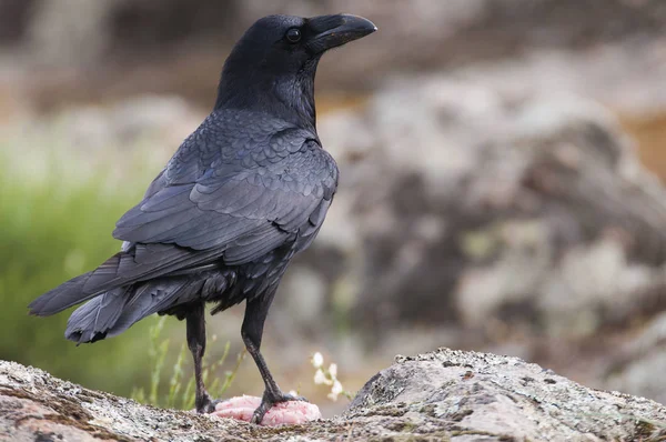 Raven - Corvus corax, портрет тела и оперения — стоковое фото