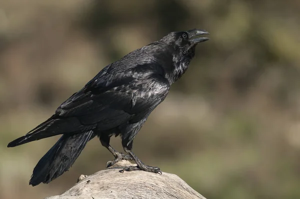 Holló - Corvus corax, test- és tollportré — Stock Fotó