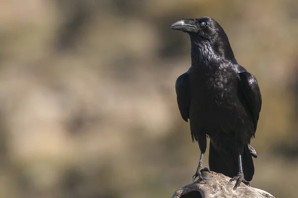 Cuervo - Corvus corax, Retrato de cuerpo y plumaje — Foto de Stock