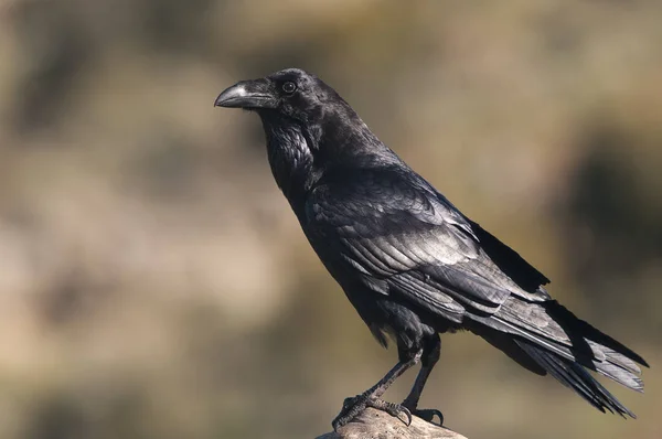 Raven - Corvus corax, portret van lichaam en verenkleed — Stockfoto