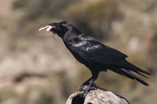 Corbeau - Corvus corax, Portrait du corps et du plumage — Photo