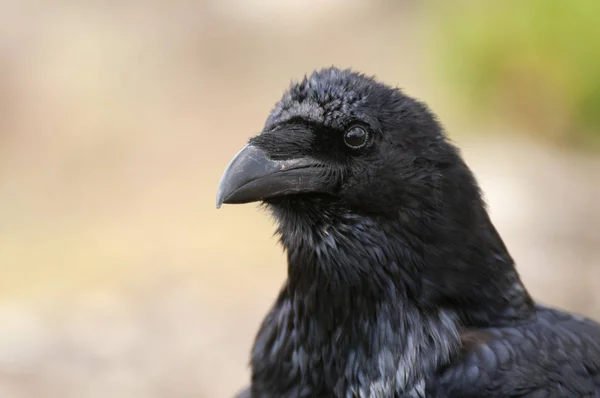 Cuervo - Corvus corax, Retrato de ojos, cabeza y pico —  Fotos de Stock