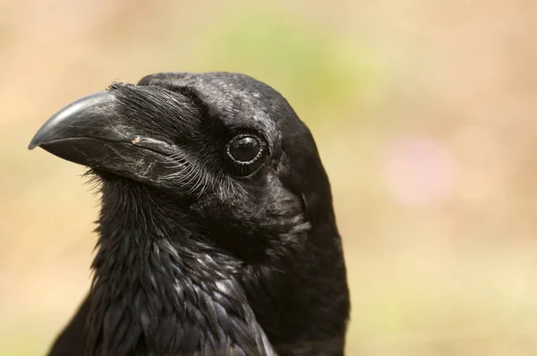 Rabe - Corvus corax, Porträt von Augen, Kopf und Schnabel — Stockfoto