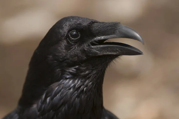 Corbeau - Corvus corax, Portrait des yeux, de la tête et du bec — Photo