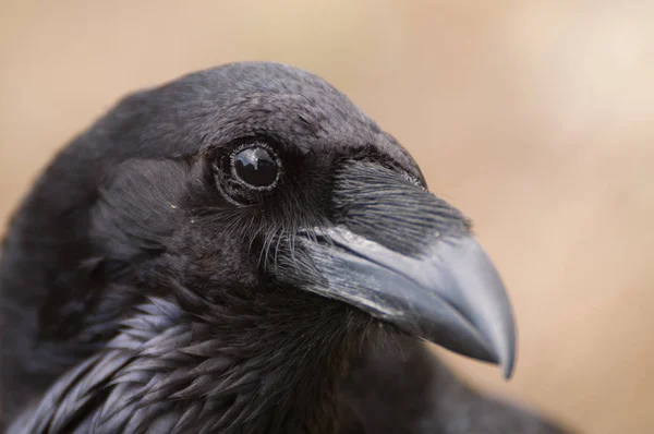 Cuervo - Corvus corax, Retrato de ojos, cabeza y pico — Foto de Stock