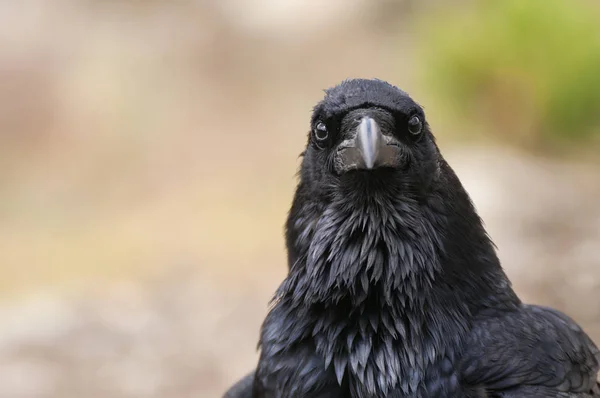 Cuervo - Corvus corax, Retrato de ojos, cabeza y pico —  Fotos de Stock