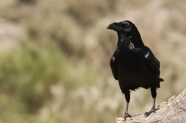 Raven - Corvus corax, Portret wachtend op een rots — Stockfoto