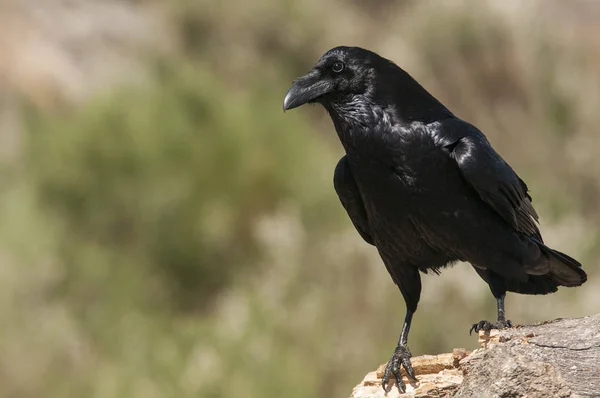 Cuervo - Corvus corax, Retrato esperando en una roca — Foto de Stock