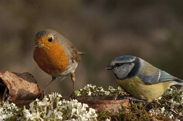 Robin - Erithacus rubecula και γαλαζοπαπαδίτσα, Cyanistes caeruleus, ΕΑ — Φωτογραφία Αρχείου