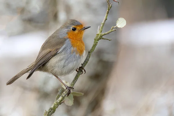 Robin - Erithacus rubecula, στέκεται σε ένα κλαδί — Φωτογραφία Αρχείου