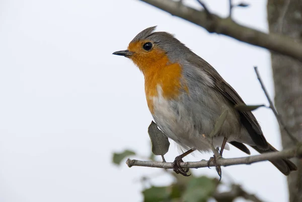 Robin - Erithacus rubecula, στέκεται σε ένα κλαδί — Φωτογραφία Αρχείου