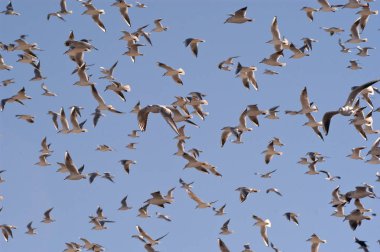 Siyah başlı martı sürüsü, Chroicocephalus Ridibundus uçan
