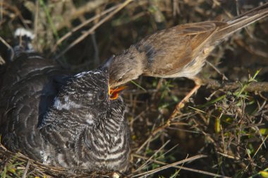 Ortak guguk kuşu - Cuculus canorus Genç yuvaonun ado tarafından beslenen