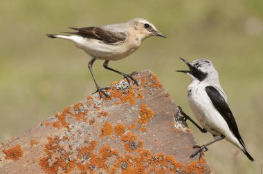 Kuzey buğday kulağı - Oenanthe oenanthe erkek ve kadın roc