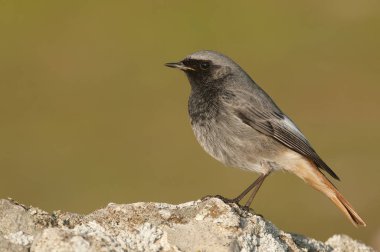 Fenike okrom - doğal habitat standin siyah redstart