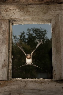 Swallow - Hirundo rustica tek kuş uçuş üzerinden giren