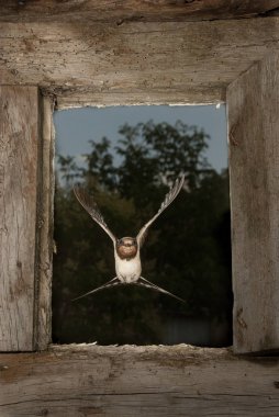 Swallow - Hirundo rustica single bird in flight entering through clipart
