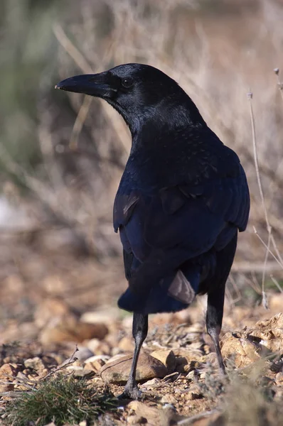 Cuervo común - Corvus corone retrato en busca de comida — Foto de Stock