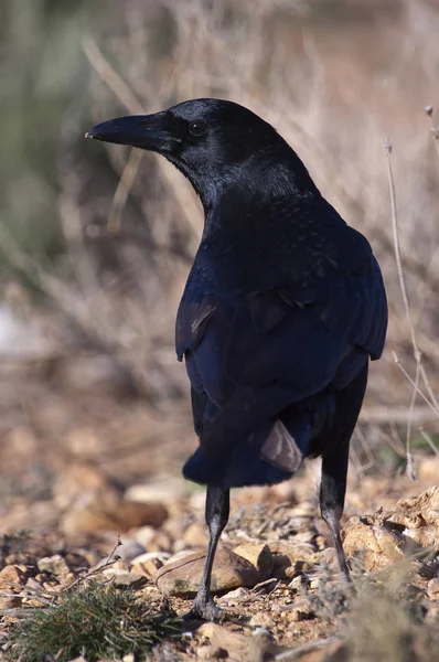 Common Crow - Corvus corone portrait looking for food — стоковое фото