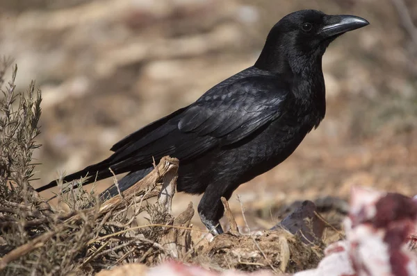 Common crow - Corvus corone portrait looking for food — Stock Photo, Image