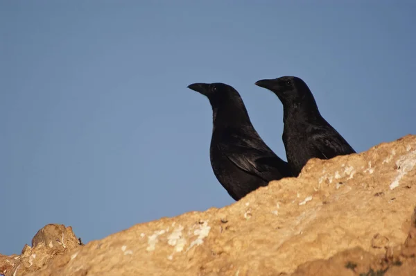 Vanliga kråka-Corvus Corone porträtt letar efter mat — Stockfoto