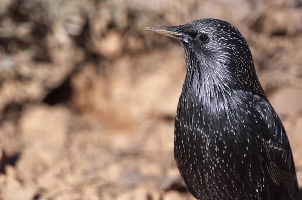 Európai seregély-Sturnus vulgaris az élőhelyén — Stock Fotó