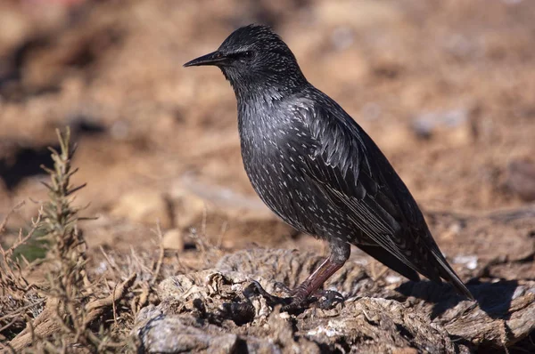 Európai seregély-Sturnus vulgaris az élőhelyén — Stock Fotó