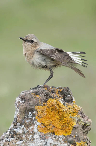 Northern wheatear - Oenanthe oenanthe female in the rock — Stock Photo, Image