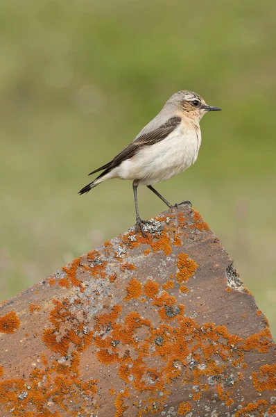 Northern wheatear - Oenanthe oenanthe female in the rock — Stock Photo, Image