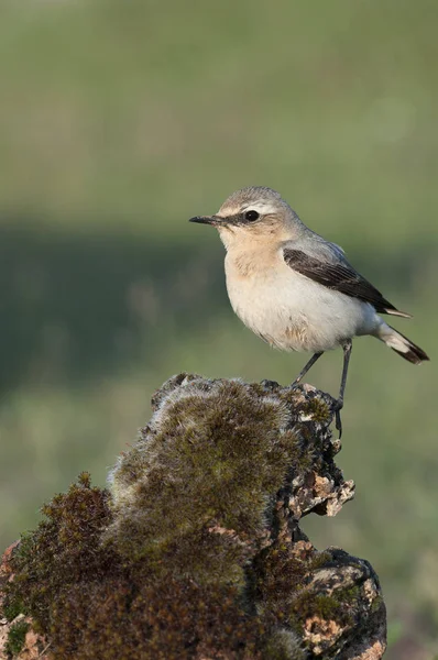 Northern wheatear - Oenanthe oenanthe female in the rock — Stock Photo, Image