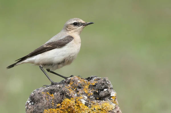 Northern wheatear - Oenanthe oenanthe female in the rock — Stock Photo, Image