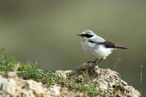 Northern wheatear - Oenanthe oenanthe male in the rock — Stock Photo, Image