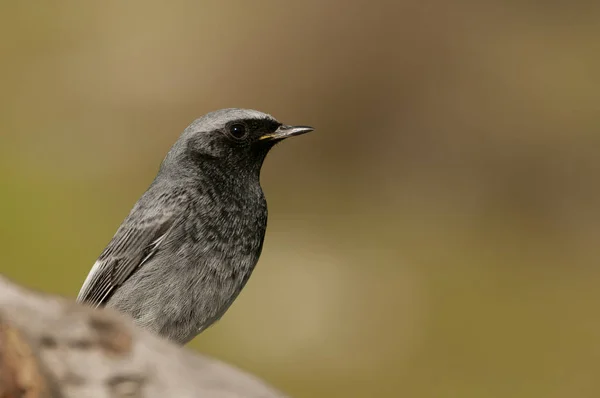 Phoenicurus ochruros-fekete vöröstart természetes élőhelyek standin — Stock Fotó