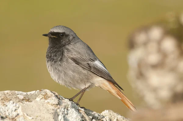 Phoenicurus ochruros-fekete vöröstart természetes élőhelyek standin — Stock Fotó