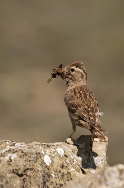 Rock Sparrow - Petronia petronia with insects in its beak — Stock Photo, Image